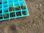 ほうれん草2/2