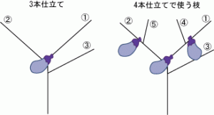 整枝の基本