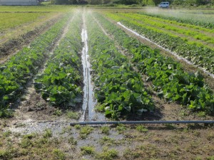 キャベツの潅水